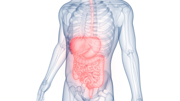 人体消化系统解剖图片下载