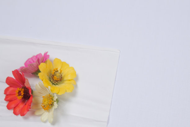 Zinnia花图片下载