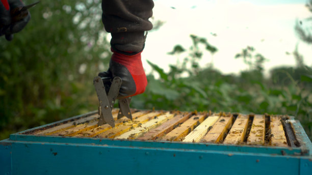 养蜂人用钳子从蜂巢中取出带有蜂窝的框架。蜜蜂在蜂巢。农场里有个人在养蜂。夏天蜂蜜收获。图片下载