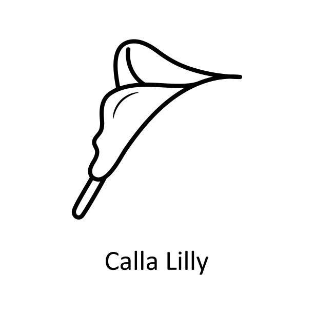 Calla Lilly矢量轮廓图标设计插图。自然符号在白色背景EPS 10文件图片下载