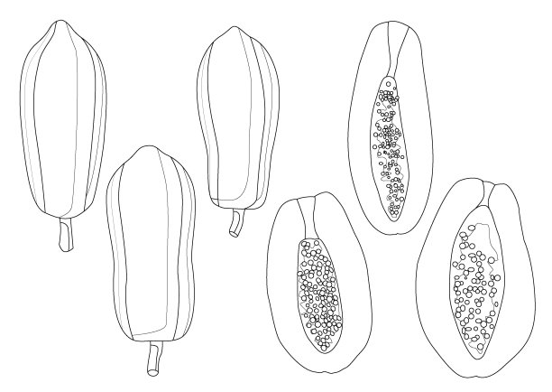 木瓜果实剖半黑白插画矢量图（线条风格）图片下载