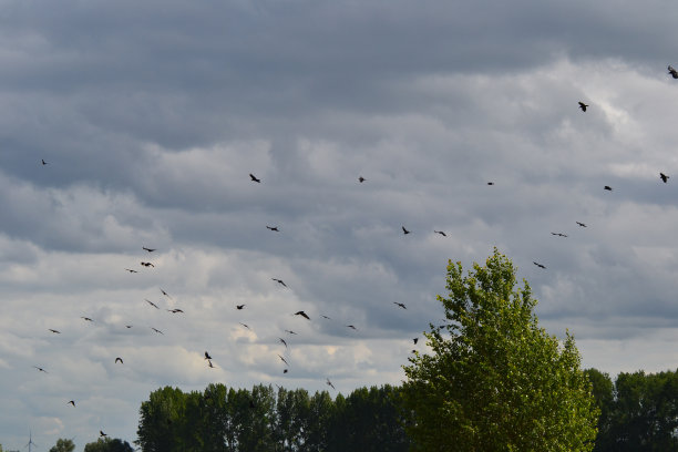 天空有一群鸟和云。图片下载