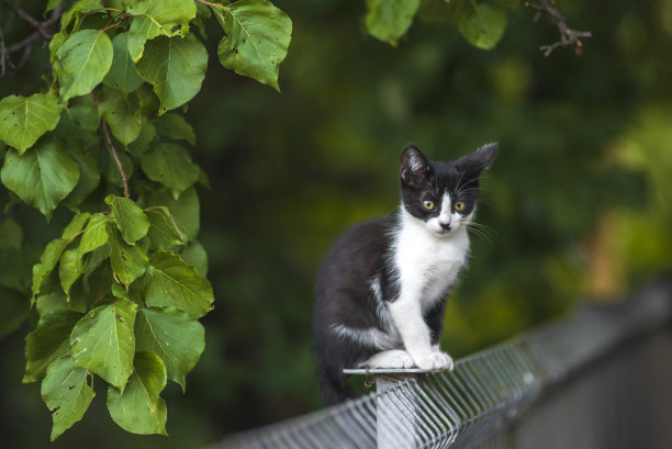 苏格兰折耳猫站在绿草如茵的花园里。白色黑色小猫模糊的绿色背景在早晨。金属围栏休息国内公园杏树叶园图片下载