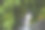 苏格兰折耳猫站在绿草如茵的花园里。白色黑色小猫模糊的绿色背景在早晨。金属围栏休息国内公园杏树叶园图片下载
