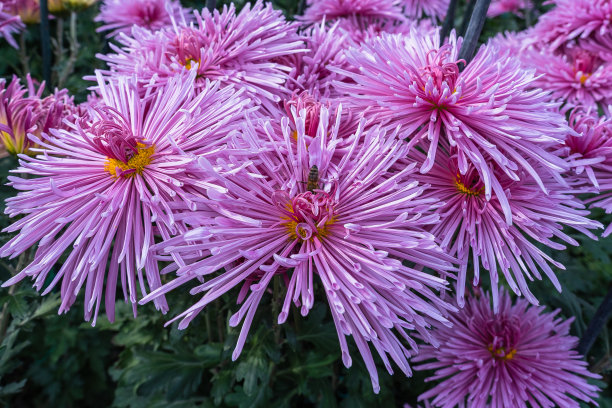 粉红色菊花与丝状管状叶在花坛与模糊的背景特写图片下载