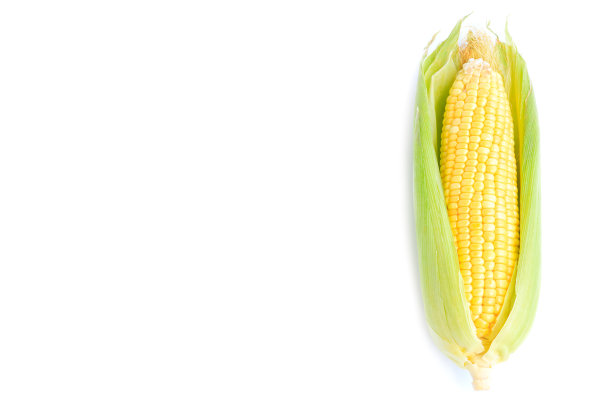 新鲜的黄色玉米棒，白色背景隔离图片下载