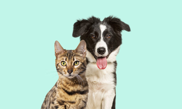 一只棕色孟加拉猫和一只边境牧羊犬在柔和的蓝色背景上开心地喘着气，看着镜头图片下载