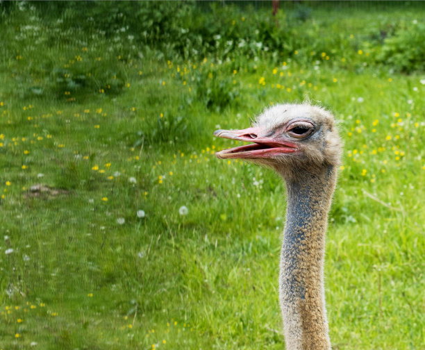 在大自然的绿色植被背景下，一只鸵鸟长着长长的脖子，嘴巴张开。特写镜头图片下载