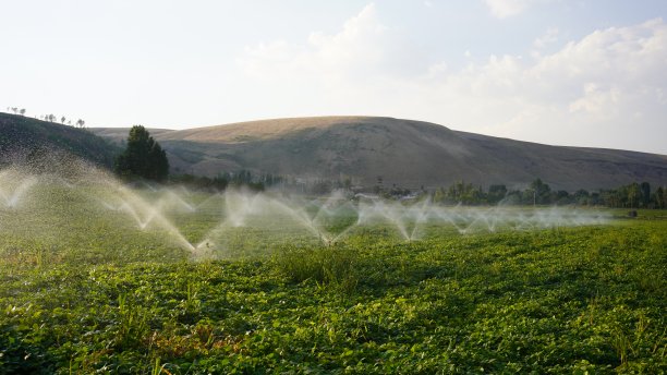 植物浇水,洒水装置图片下载