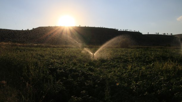 植物浇水,洒水装置图片下载