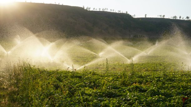 植物浇水,洒水装置图片下载