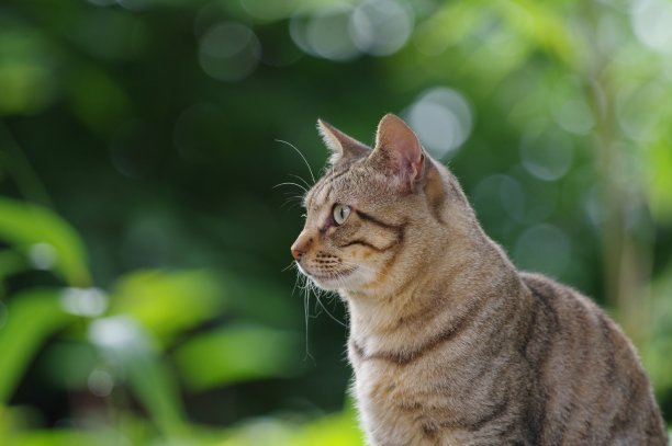 盯着猫图片下载