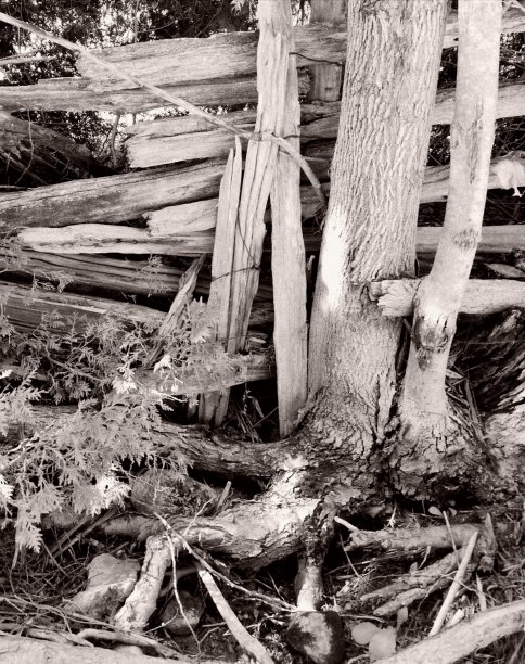 栅栏树图片下载