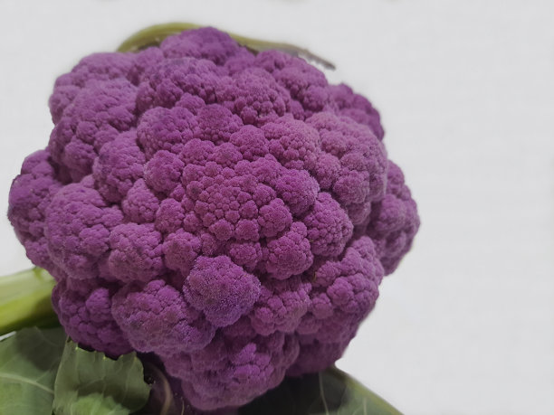 白色背景的紫色花椰菜。图片下载