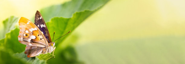 蝴蝶在绿色的大自然中绽放花朵。图片下载