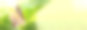 蝴蝶在绿色的大自然中绽放花朵。图片下载