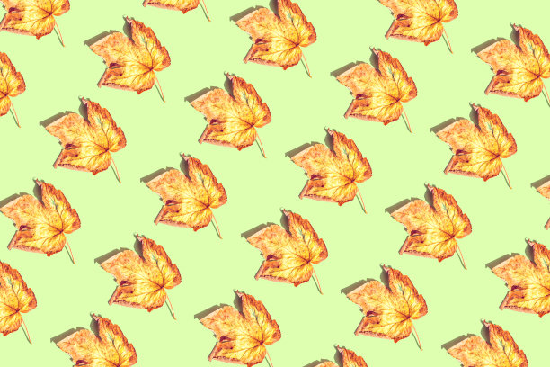 创造性的模式制成的干树叶在绿色柔和的阳光下与阴影的背景。秋天，秋天，感恩节的概念。平铺，俯视图。最小的风格图片下载