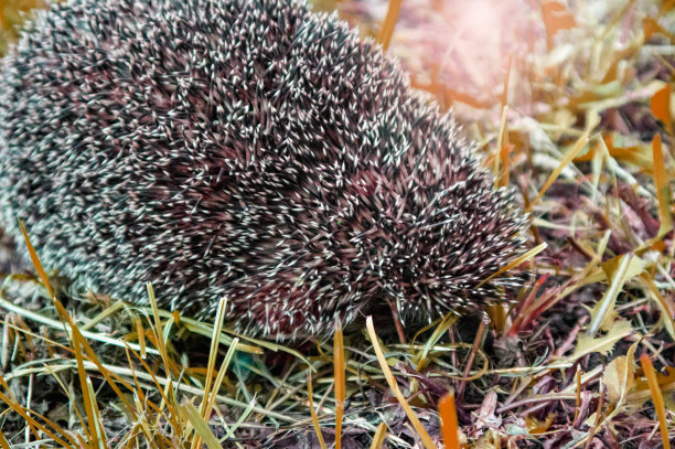 森林里绿油油的草地上，可爱的刺猬图片下载