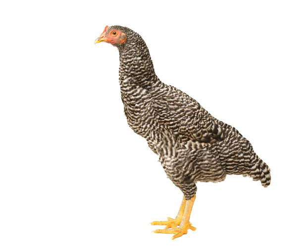 鸡有条纹的普利茅斯石，六个月大，孤立的有条纹普利茅斯石图片下载