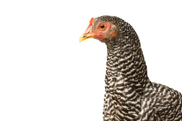 鸡有条纹的普利茅斯石，六个月大，孤立的有条纹普利茅斯石图片下载