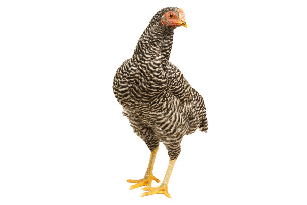 鸡有条纹的普利茅斯石，六个月大，孤立的有条纹普利茅斯石图片下载