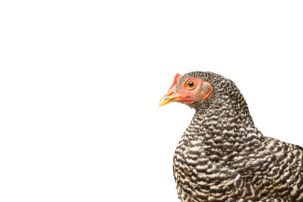 鸡有条纹的普利茅斯石，六个月大，孤立的有条纹普利茅斯石图片下载