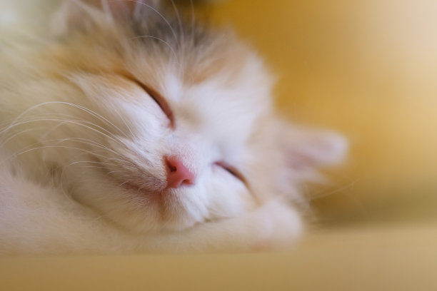 橙色和白色的猫在睡觉。图片下载