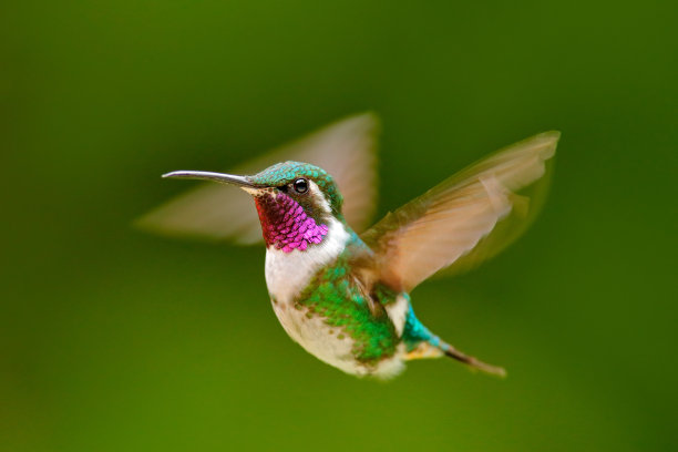 飞细节，动翅膀。白腹伍德斯达，蜂鸟，绿色背景。来自厄瓜多尔坦达亚帕的鸟。热带森林中的飞行蜂鸟。图片下载