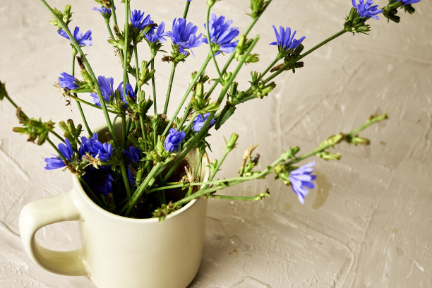 咖啡杯中放入菊苣粉和菊苣花图片下载