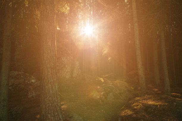 夕阳下的森林之路。秋天的落叶林在黎明时分经过。彩色照片，穿过公园的小路上的石头，在阳光下闪闪发光的蜘蛛网，新鲜的空气图片下载