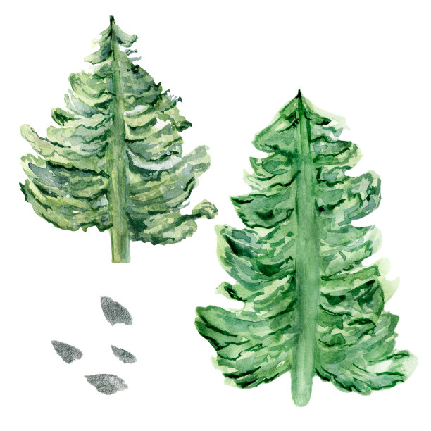 圣诞树水彩插图孤立在白色背景。图片下载