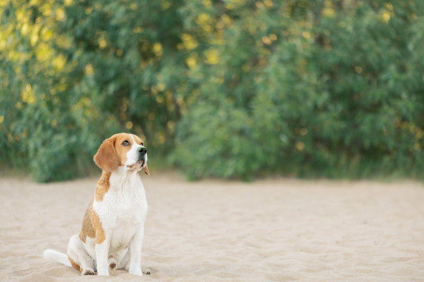 可爱的狗狗坐在户外的沙滩上抬头看图片下载