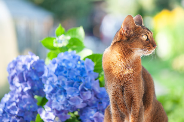 阿比西尼亚猫，坐在阳台上开着蓝色的绣球花。高质量的广告库存照片。宠物在夏天散步图片下载