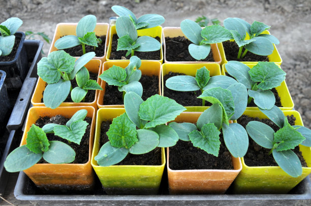 在塑料花盆中种植黄瓜幼苗图片下载