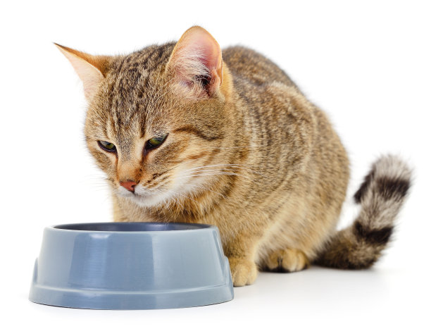 猫吃干粮。图片下载