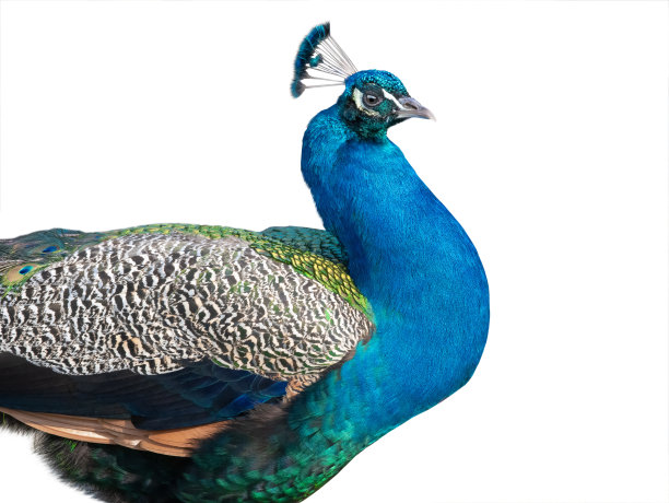 孔雀孤立在一个白色图片下载