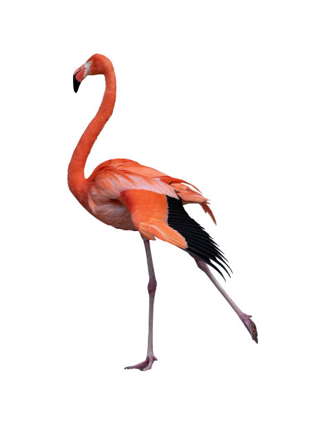 粉红色火烈鸟孤立在白色背景图片下载