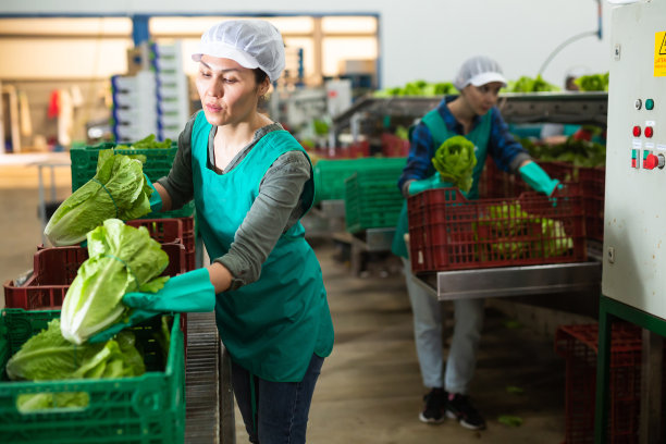 在蔬菜工厂里，妇女正在往板条箱里装生菜图片下载