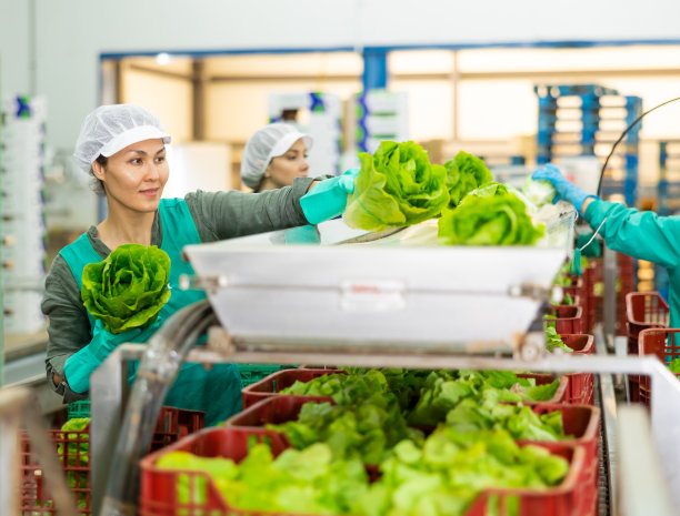 女工在分拣线输送带上检查生菜图片下载