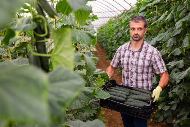 温室里拿着一箱黄瓜的农民肖像图片下载