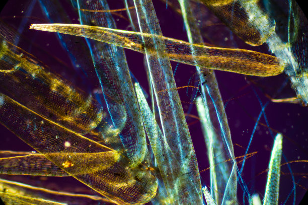 摘要泥炭苔藓叶片显微图，具有极化。图片下载