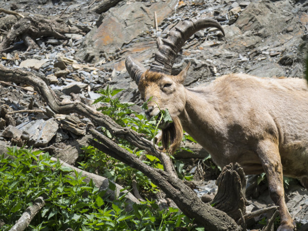 特写照片上的西高加索图尔男性。一种生活在亚洲山区的稀有濒危有蹄类动物。高加索山脉，山地羚羊吃树叶的岩石背景图片下载