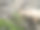 特写照片上的西高加索图尔男性。一种生活在亚洲山区的稀有濒危有蹄类动物。高加索山脉，山地羚羊吃树叶的岩石背景图片下载