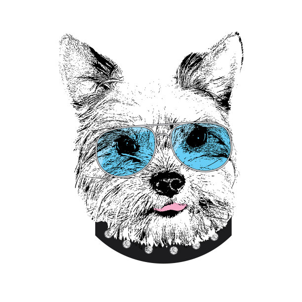 约克郡梗肖像可爱酷狗在图片下载