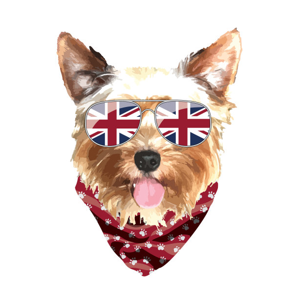 约克郡梗肖像可爱酷狗在英国图片下载