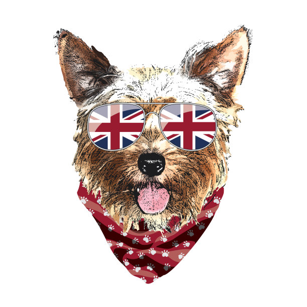 约克郡梗肖像可爱酷狗在英国图片下载