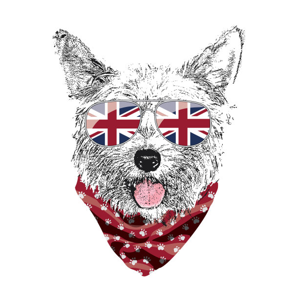 约克郡梗肖像可爱酷狗在英国图片下载