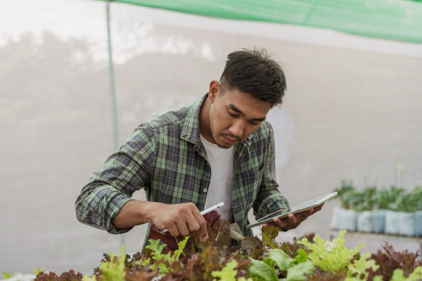 亚洲农民在蔬菜有机农场。男园艺师在农场用平板监测蔬菜生长质量。水培有机农场概念。图片下载