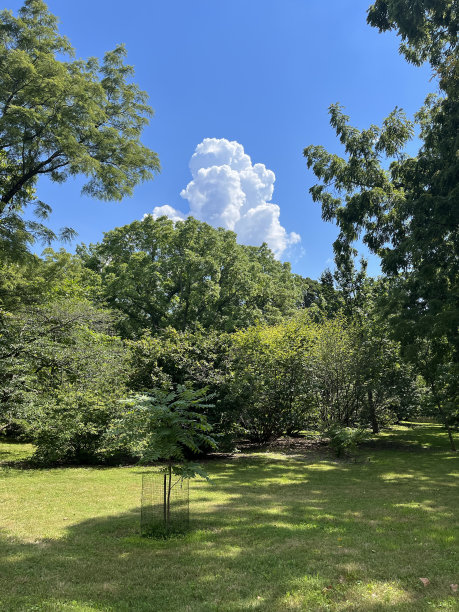 狗形状的云图片下载