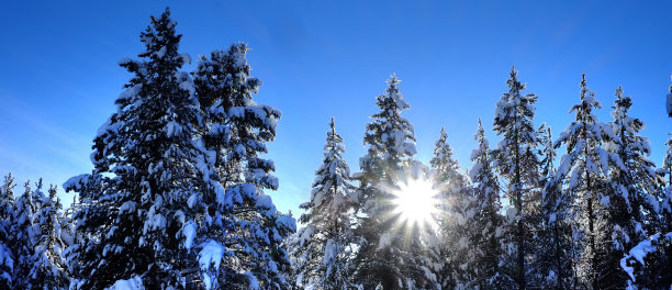 冬季森林：阳光下的雪松图片下载